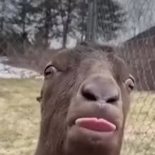 chat with ai character: CRAZY GOAT