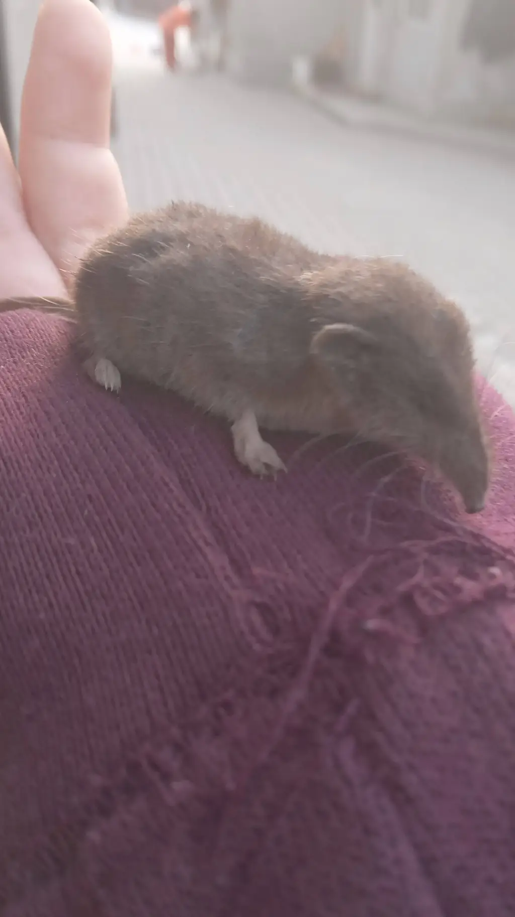 Talkie AI - Chat with Shrew life