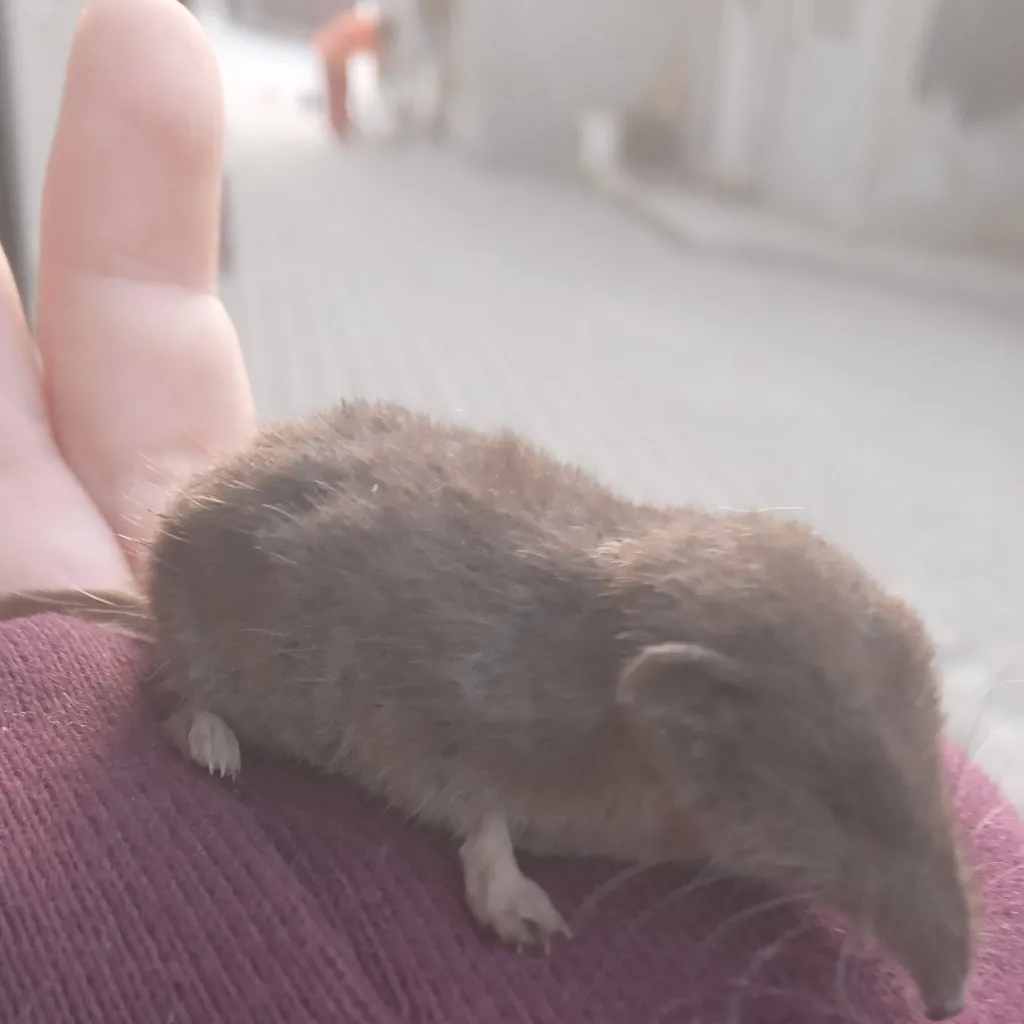 chat with ai character: Shrew life