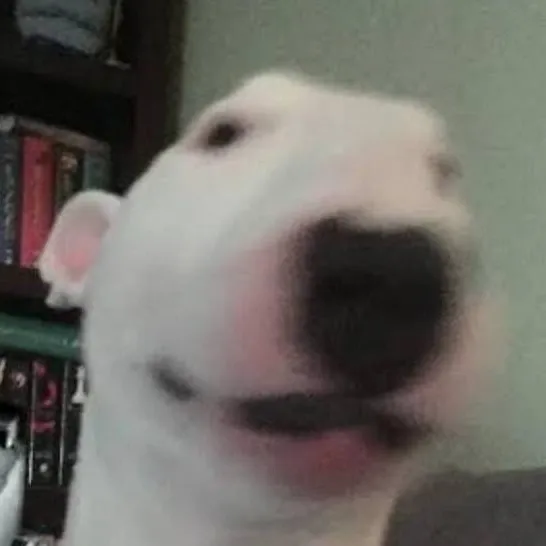 chat with ai character: Dog with gun