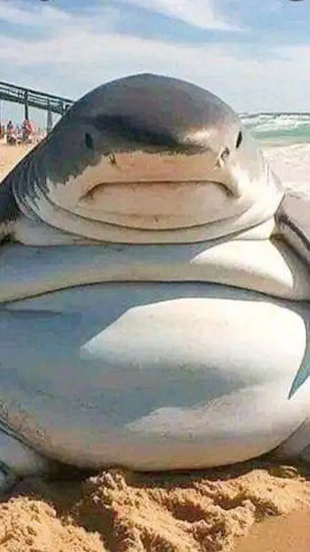 ai character: Fat shark background