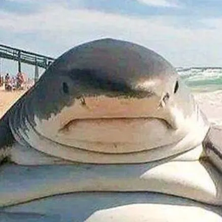 chat with ai character: Fat shark