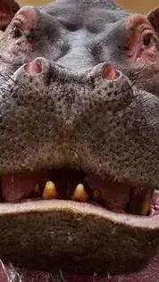 ai character: Hippo background