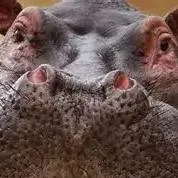 chat with ai character: Hippo