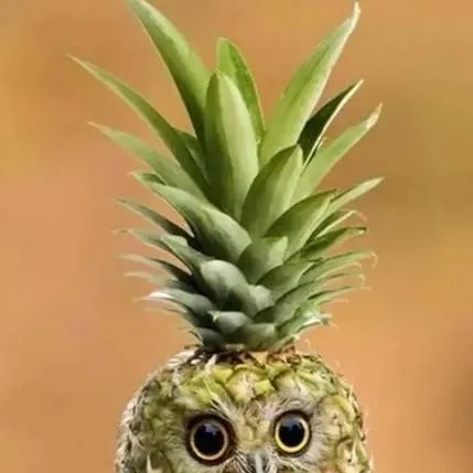 chat with ai character: pineapple owl