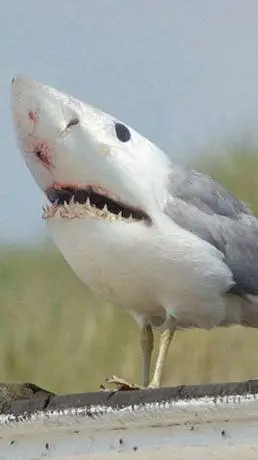 ai character: shirb background