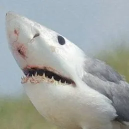 chat with ai character: shirb