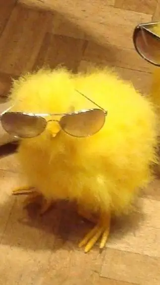 ai character: cool ahh chick  background