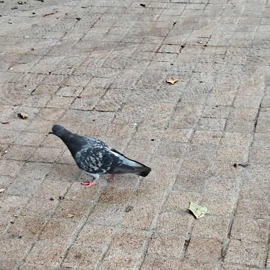 chat with ai character: bird