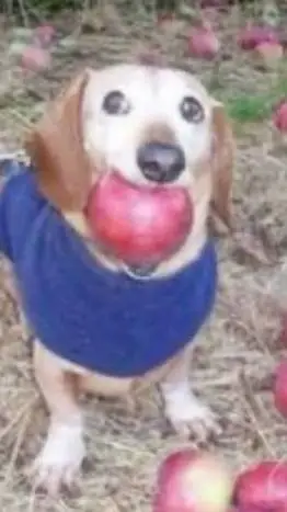 ai character: apple dog background