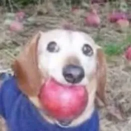 chat with ai character: apple dog