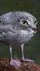 ai character: CAT BIRD background