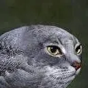 chat with ai character: CAT BIRD