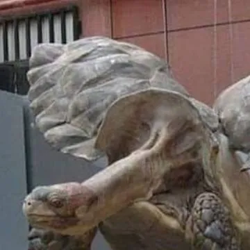 chat with ai character: flying turtle