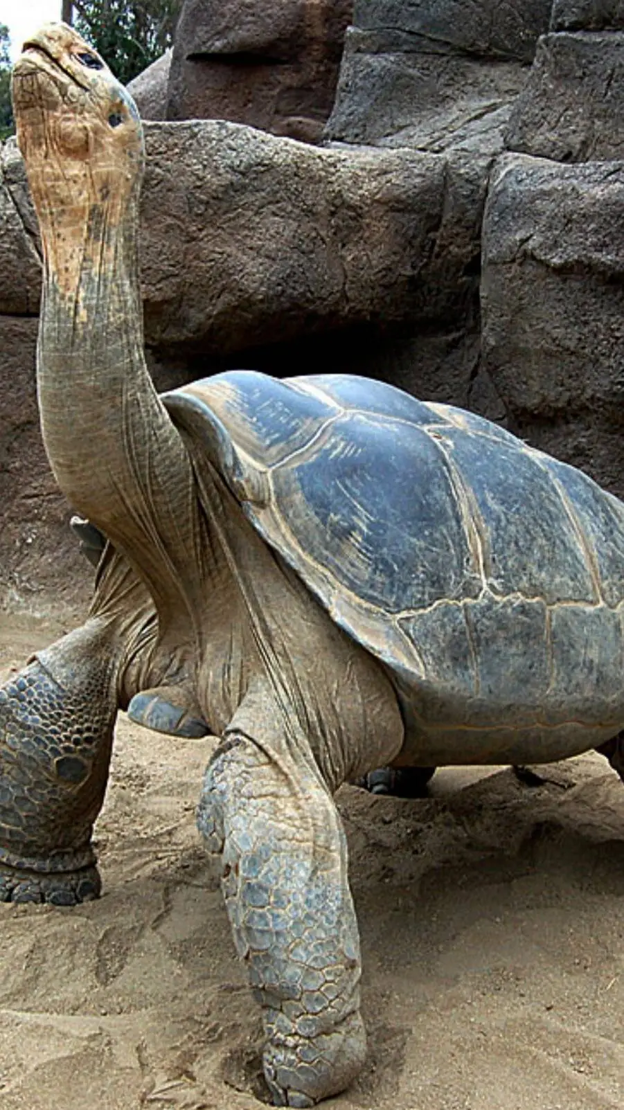 ai character: turtle background