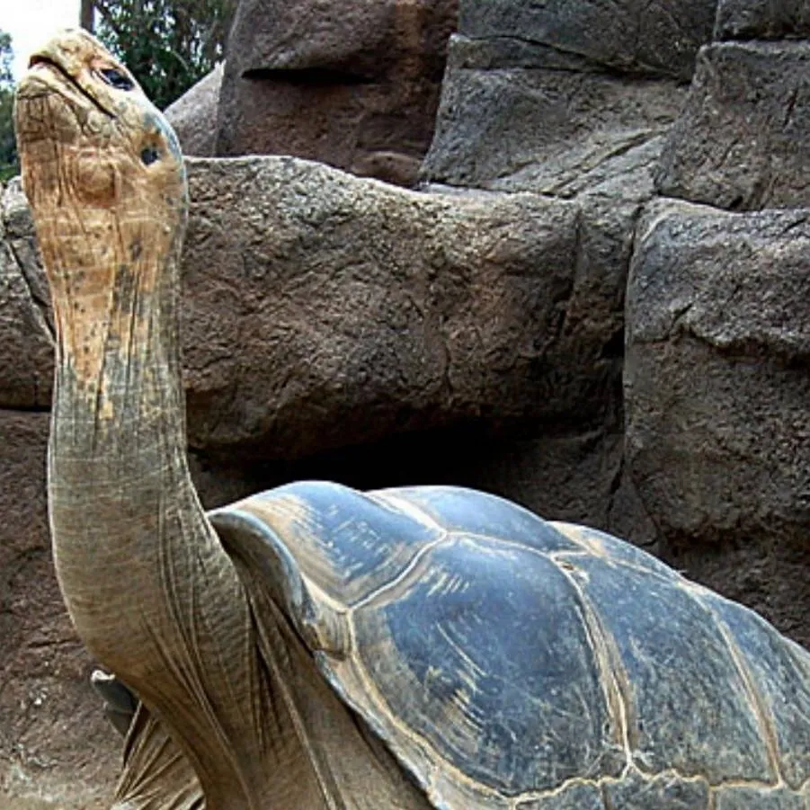 chat with ai character: turtle