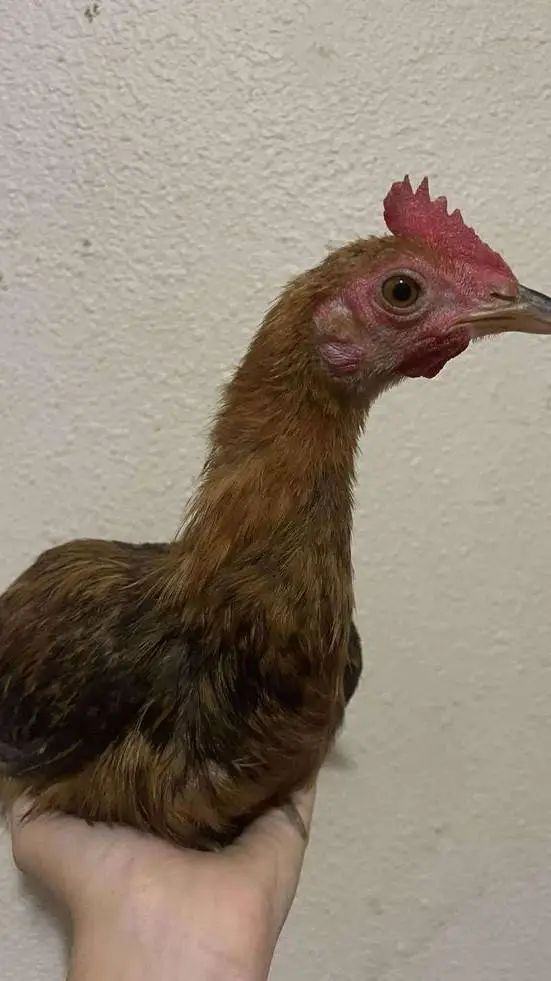 ai character: pete background