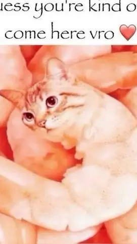 ai character: Shrimp cat background