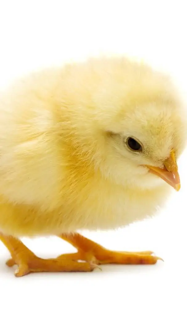 ai character: baby chick background