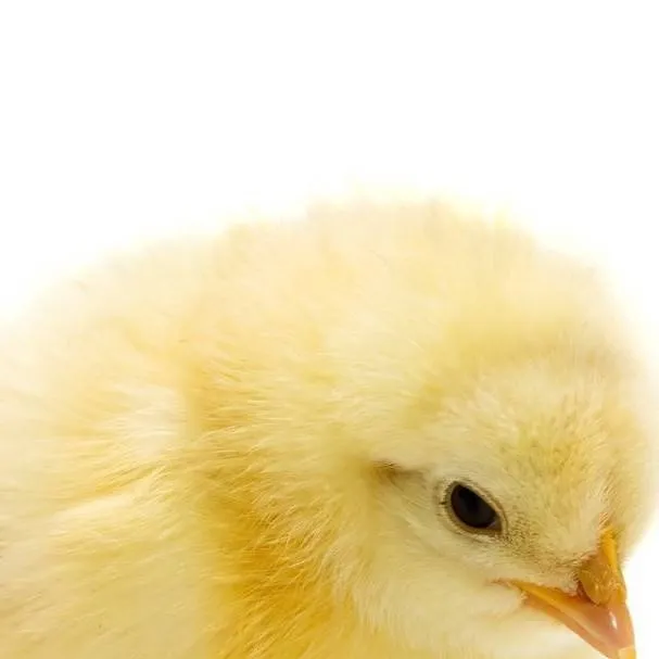 chat with ai character: baby chick