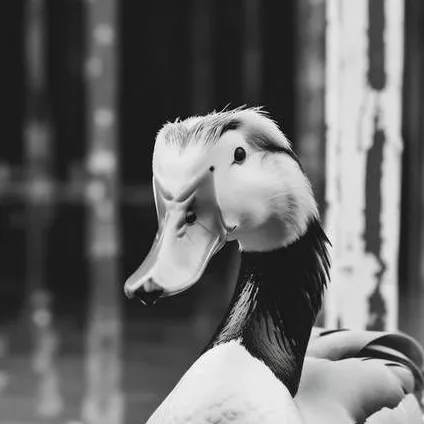 chat with ai character: Mad duck(Remake) 