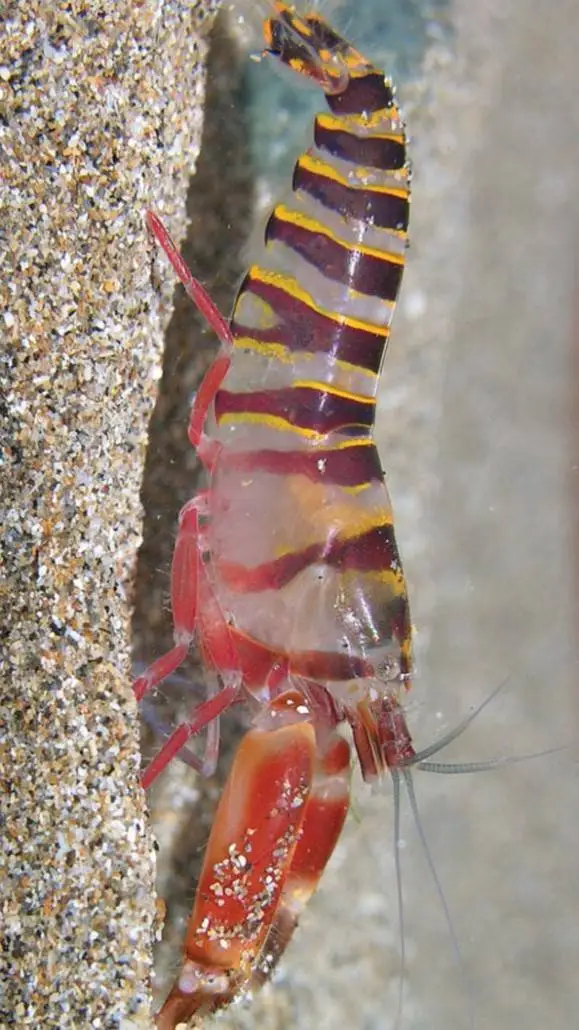 ai character: Pistol shrimp background