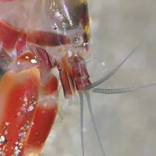 chat with ai character: Pistol shrimp