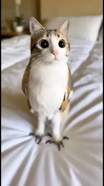 ai character: Meowl background