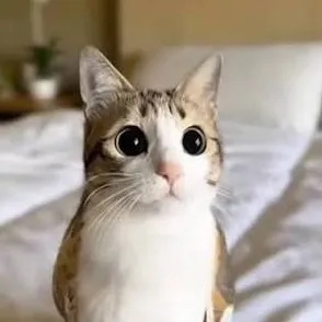 chat with ai character: Meowl
