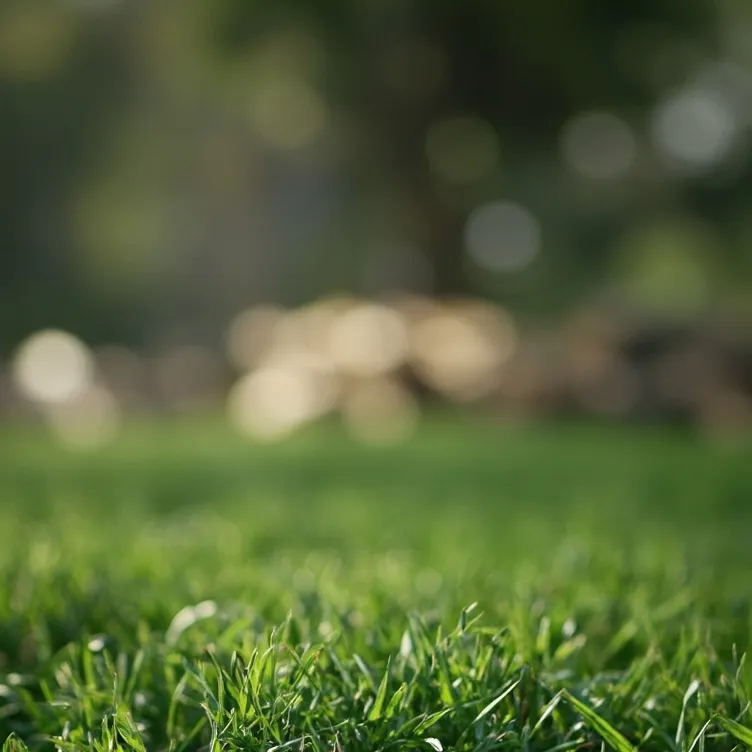 chat with ai character: Grass