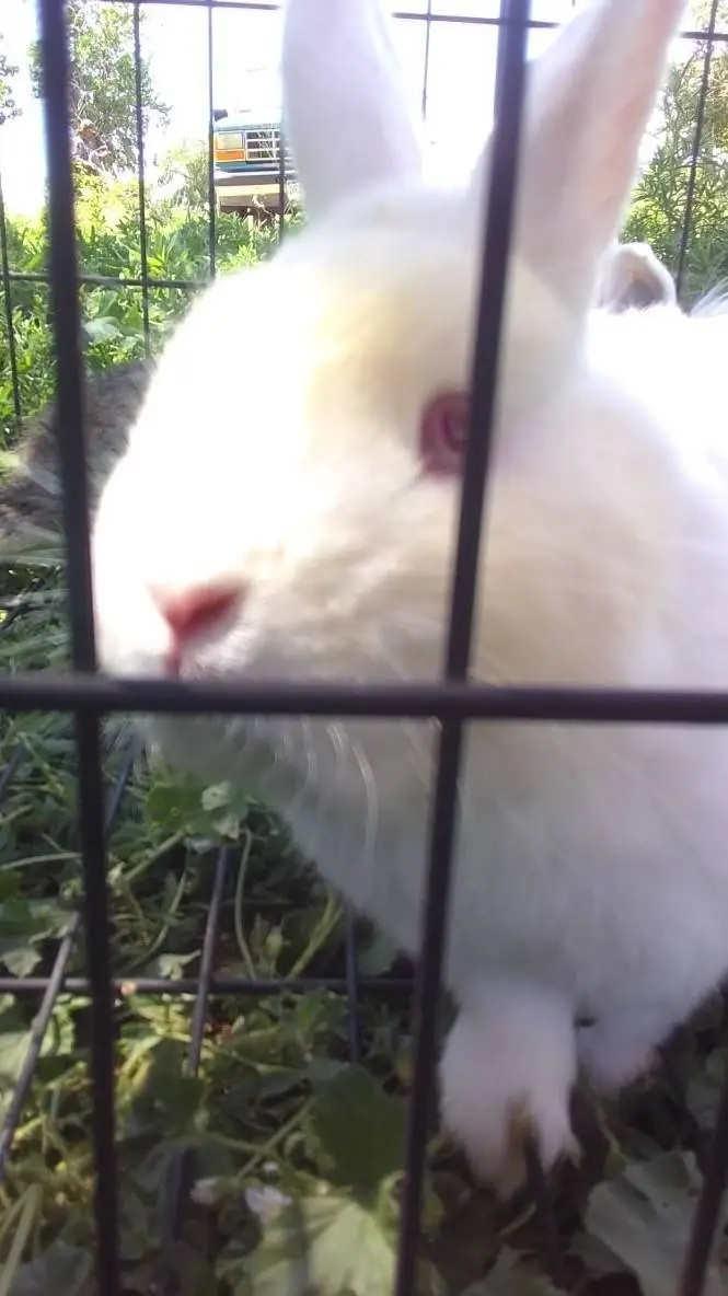 ai character: my grandma's bunny background