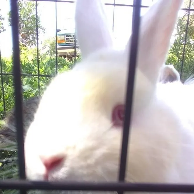 chat with ai character: my grandma's bunny