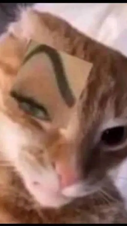 ai character: cat🤨 background