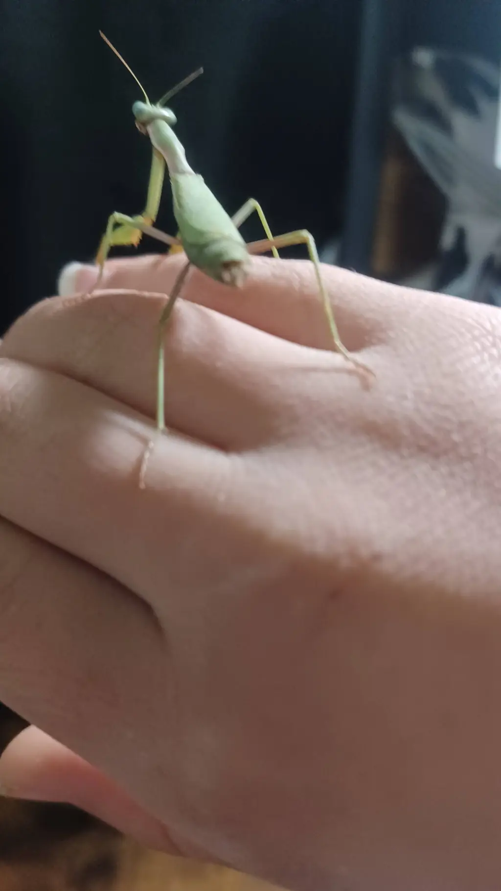 ai character: My pet mantis!! background