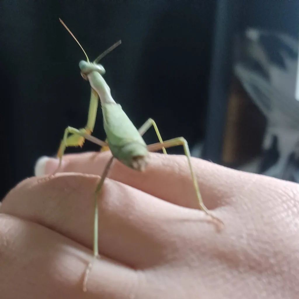 chat with ai character: My pet mantis!!