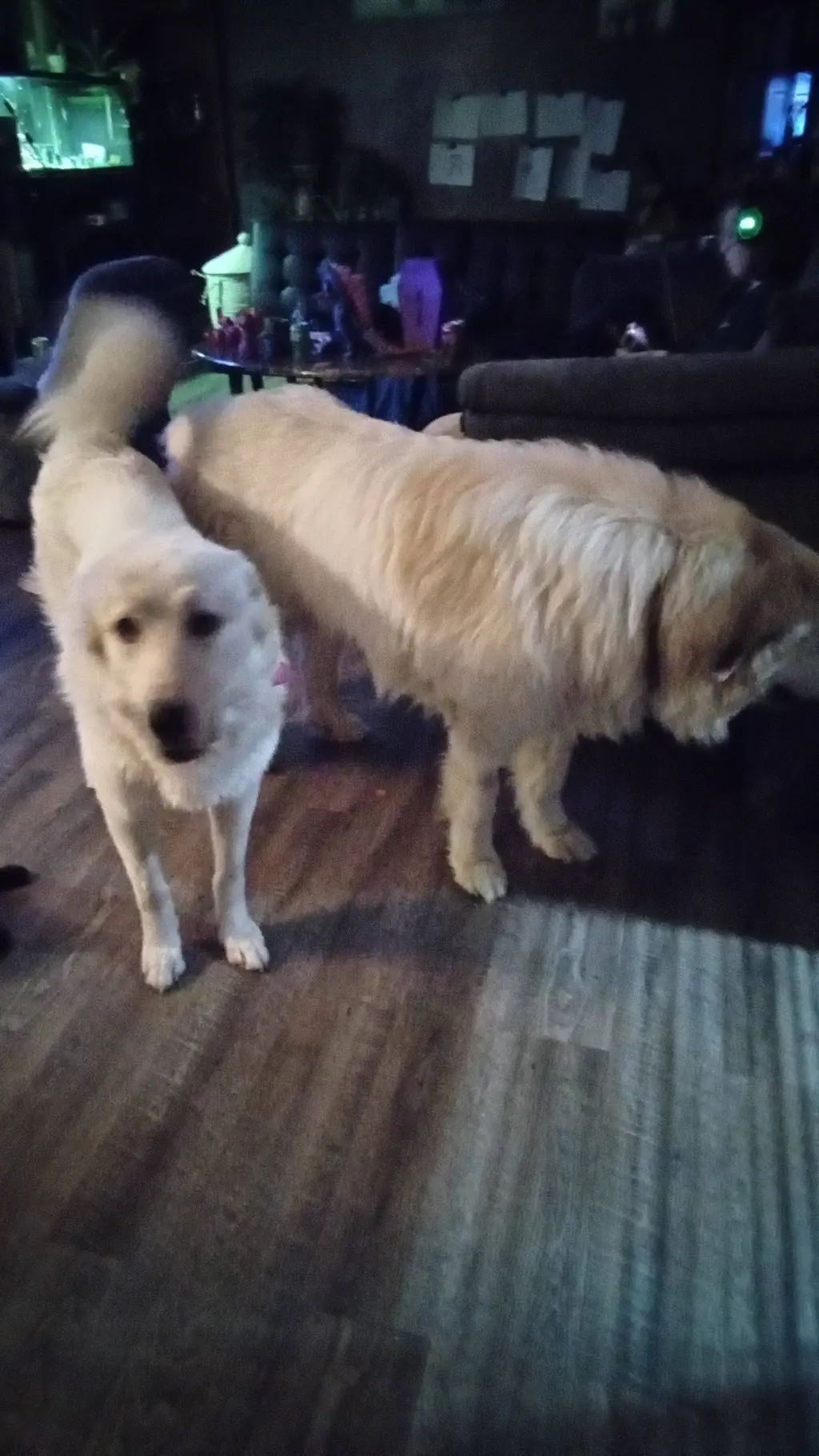 ai character: Dogs being frecky background