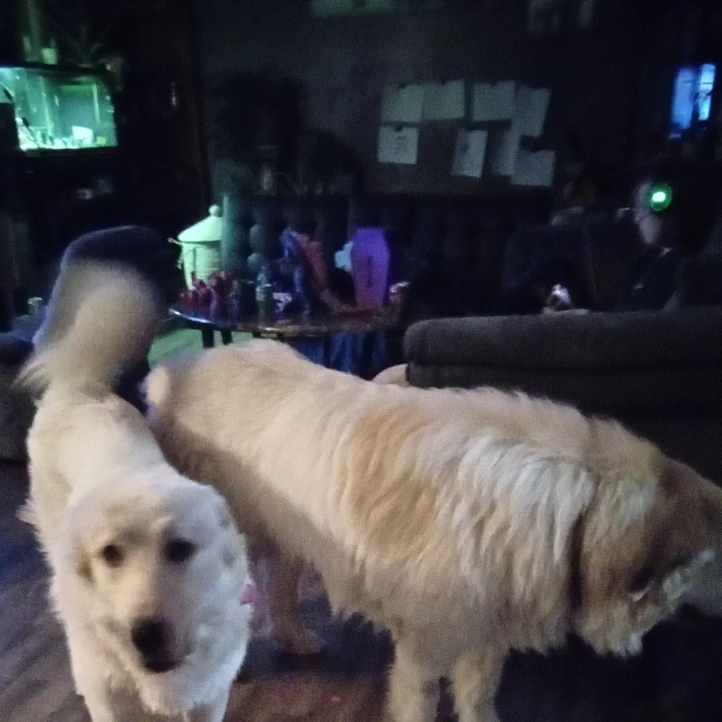 chat with ai character: Dogs being frecky