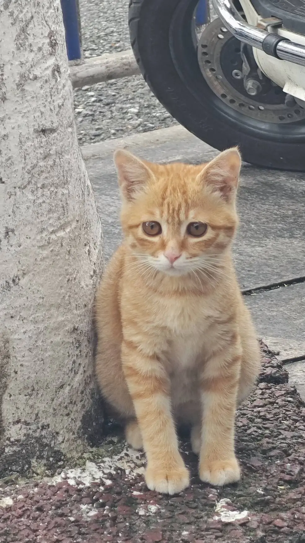 ai character: 布丁 background