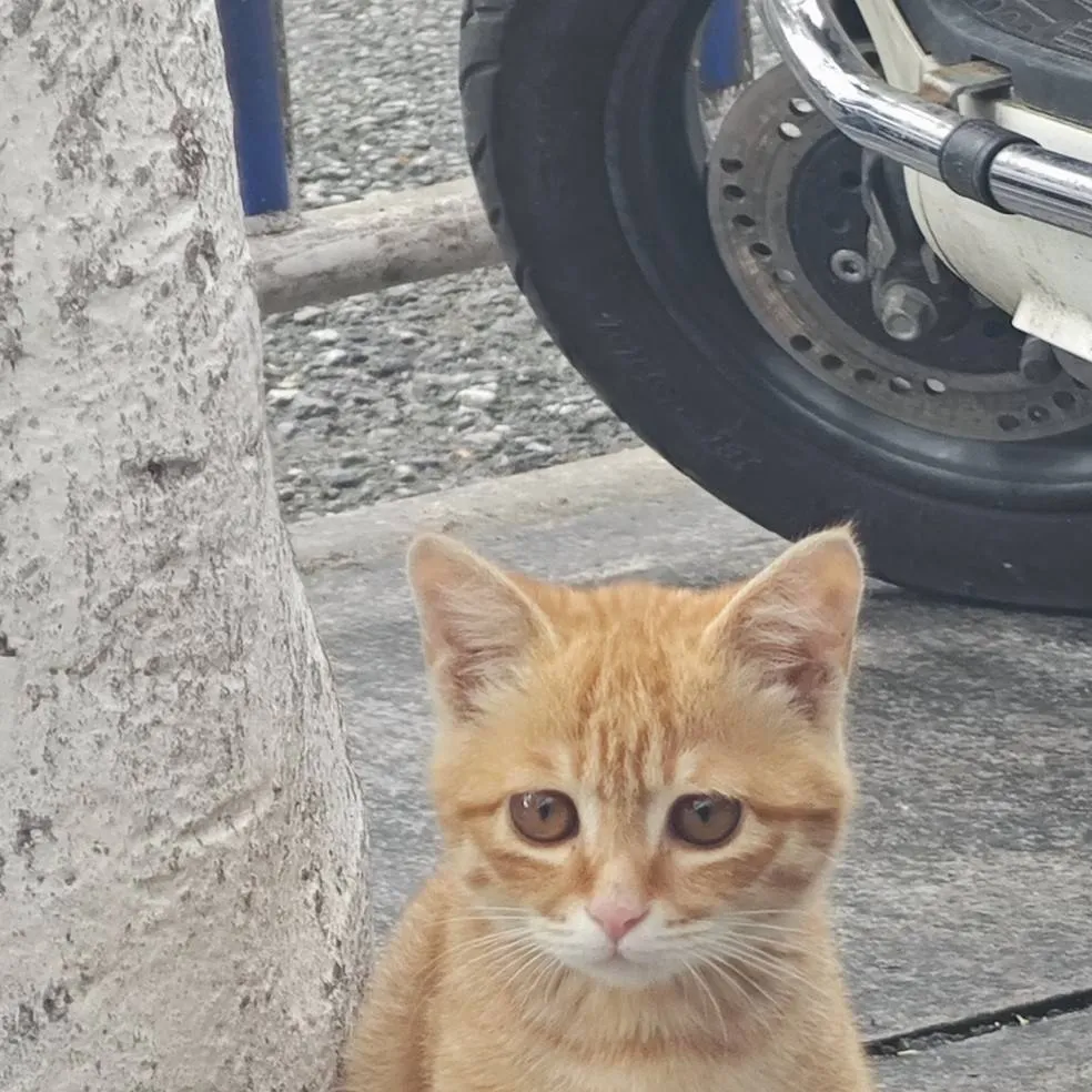 chat with ai character: 布丁