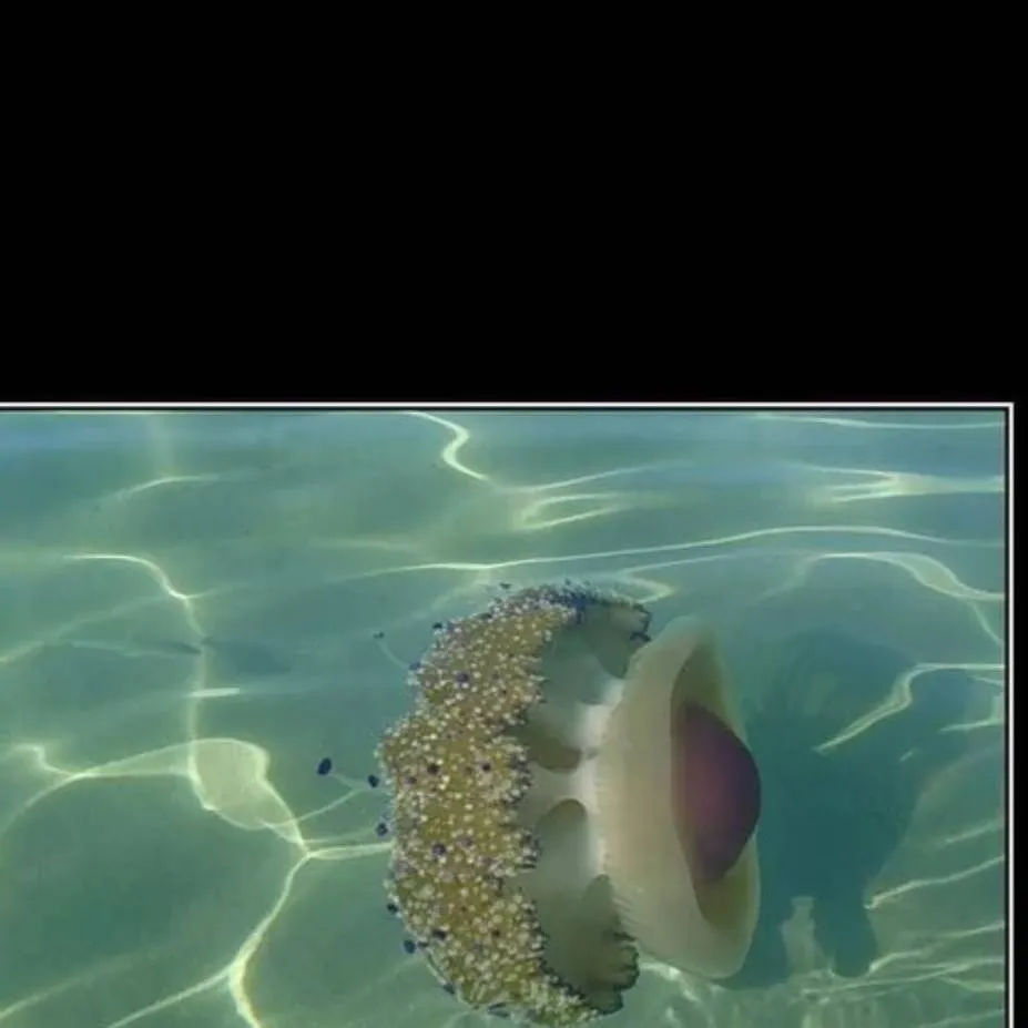 chat with ai character: медузка