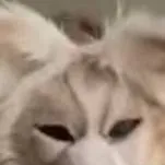 chat with ai character: Arrow! (my oc)