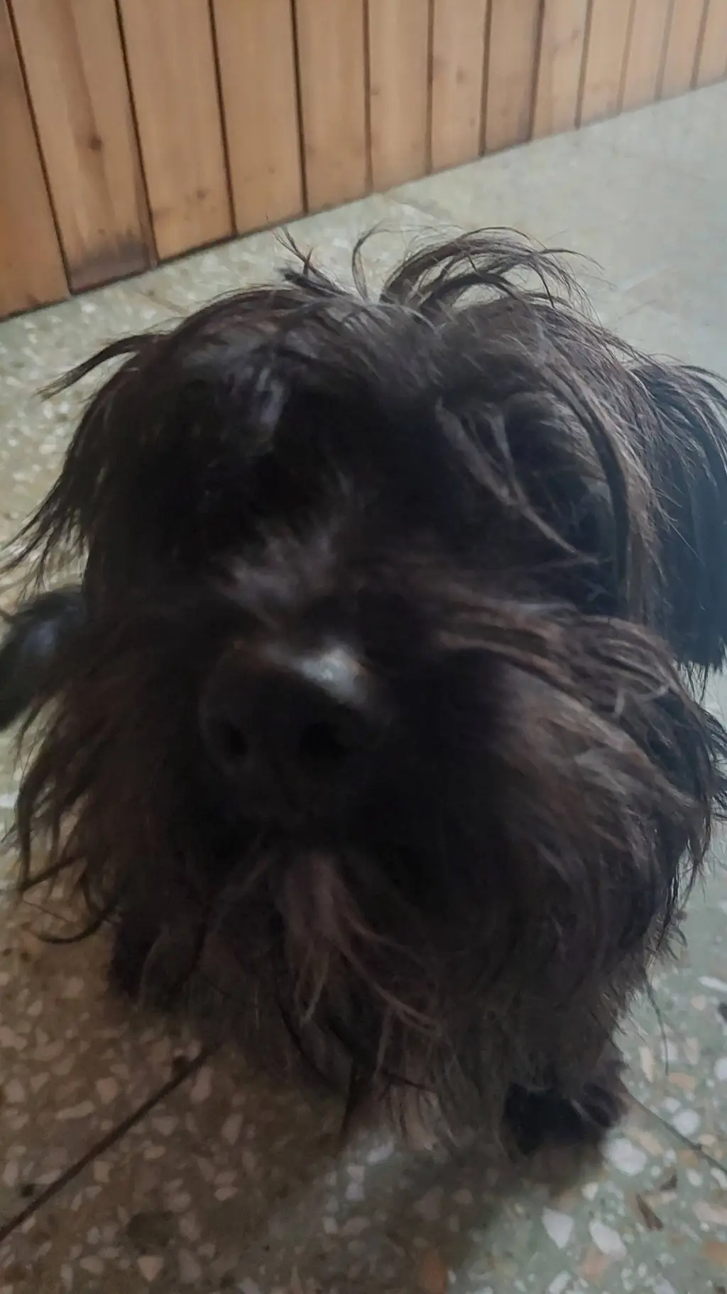 ai character: cute dog background