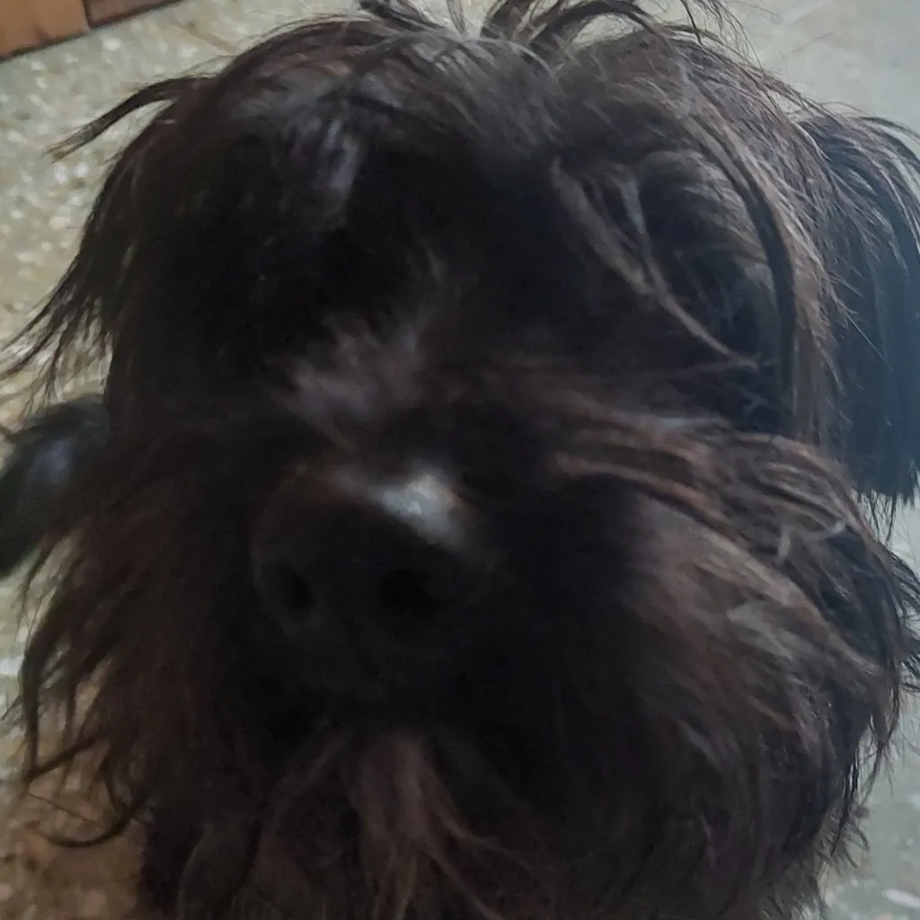 chat with ai character: cute dog