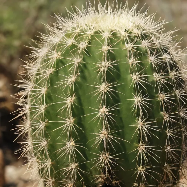 chat with ai character: Trípi Tropi🌵