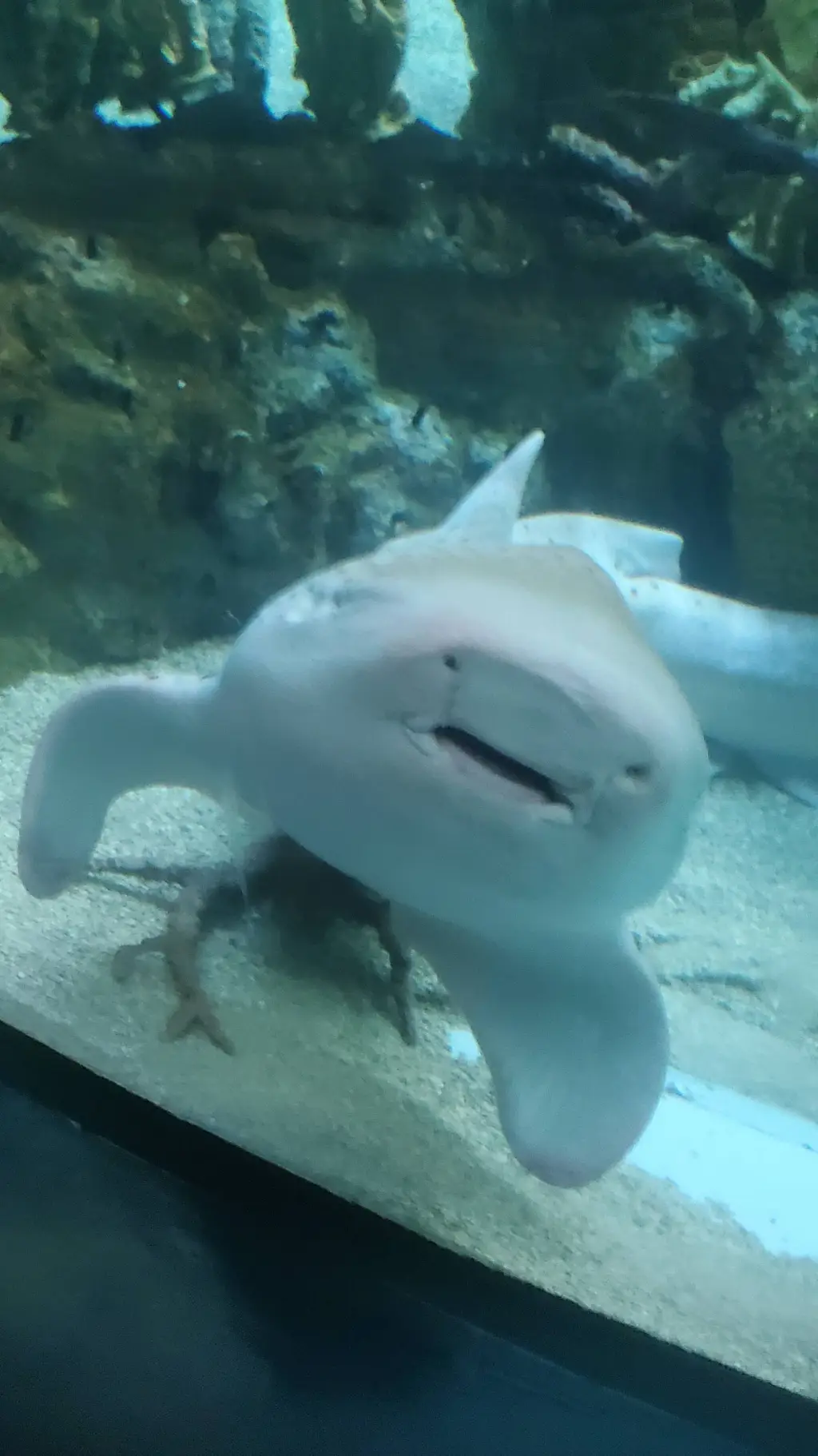 ai character: Cute shark background