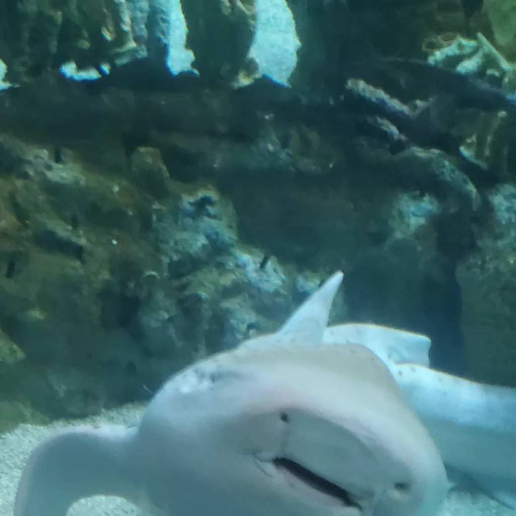 chat with ai character: Cute shark