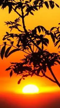 ai character: [🎉]<MAFIOSO>[🎉] background