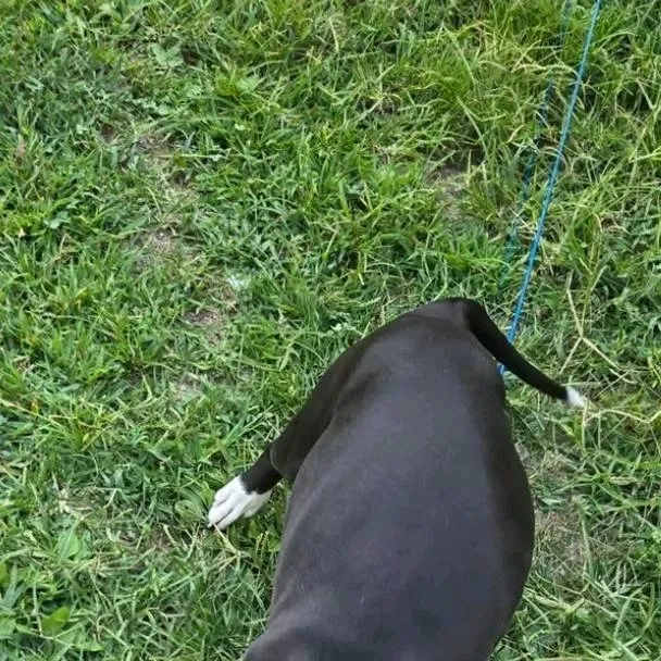 chat with ai character: rosco pug