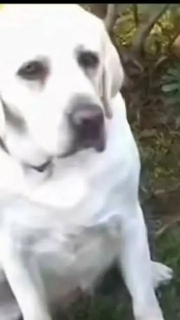 ai character: funtime freddy  background