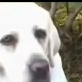 chat with ai character: funtime freddy 